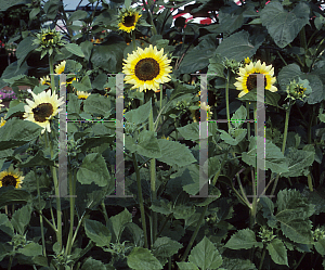 Picture of Helianthus annuus 'Sole'