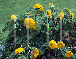 Picture of Helianthus annuus 'Sungold'