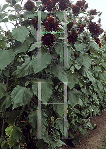 Picture of Helianthus annuus 'Moulin Rouge'