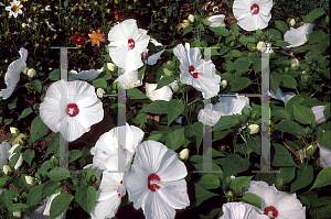 Picture of Hibiscus moscheutos 'Disco Belle White'