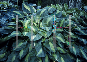 Picture of Hosta  'Apple Green'