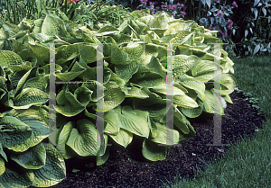 Picture of Hosta  'August Moon'