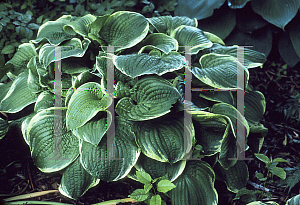 Picture of Hosta  'Christmas Tree'