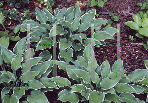 Picture of Hosta  'Gay Blade'