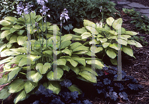 Picture of Hosta  'Gold Standard'