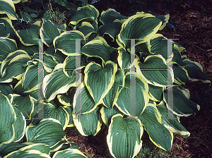 Picture of Hosta opipara 