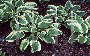Picture of Hosta  'Showboat'