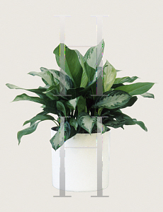 Picture of Aglaonema nitidum 'Silver Bay'