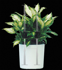 Picture of Dieffenbachia maculata 'Camilla'