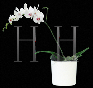 Picture of Phalaenopsis x 