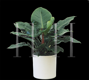 Picture of Philodendron x 'Imperial Green'