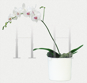 Picture of Phalaenopsis x 