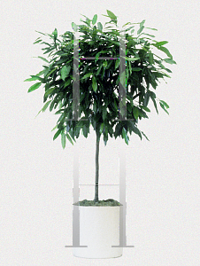 Picture of Ficus binnendykii 'Amstel King'