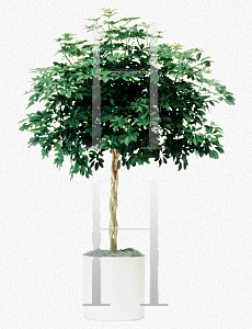 Picture of Schefflera arboricola 