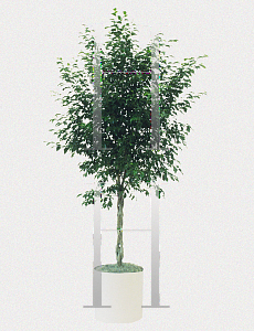 Picture of Ficus benjamina 'Monique'