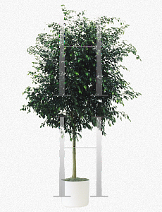 Picture of Ficus benjamina 'Indigo'