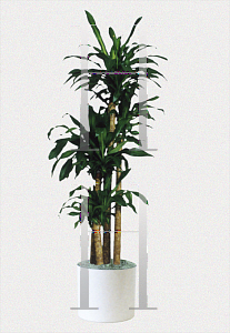 Picture of Dracaena fragrans 