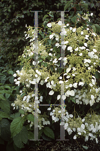 Picture of Schizophragma hydrangeoides 
