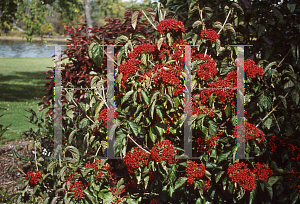 Picture of Viburnum dilatatum 'Henneke(Cardinal Candy)'