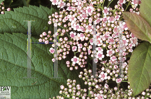 Picture of Spiraea fritschiana 'Wilma(Pink Parasols)'