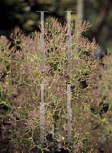 Picture of Cotinus coggygria 'Young Lady'