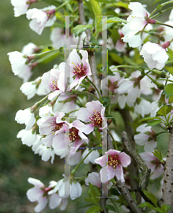 Picture of Prunus incisa 'Kojo- no-mai'