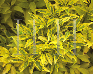 Picture of Forsythia x intermedia 'Golden Times'