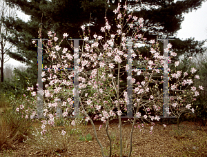 Picture of Magnolia x loebneri 'Merrill'