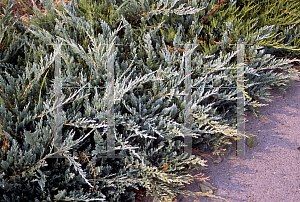 Picture of Juniperus horizontalis 'Blue Chip'