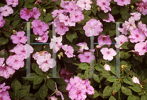 Picture of Impatiens walleriana 'High Energy Dazzler Pink'