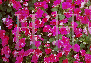 Picture of Impatiens walleriana 'High Energy Dazzler Punch'