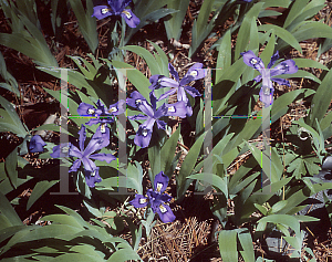 Picture of Iris cristata 'Summer Storms'