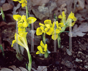 Picture of Iris danfordiae 
