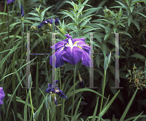 Picture of Iris ensata 'Purple and Gold'