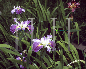 Picture of Iris louisiana hybrids 'Rich and Famous'