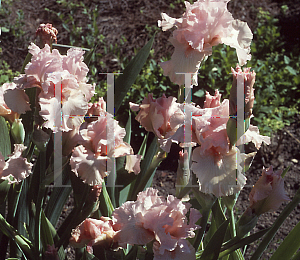 Picture of Iris germanica 'Anna Belle Babson'