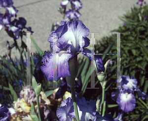 Picture of Iris bearded hybrids 'Cycles'