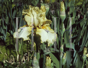 Picture of Iris bearded hybrids 'Sky Hooks'
