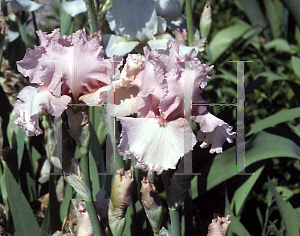 Picture of Iris germanica 'Zinc Pink'