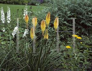 Picture of Kniphofia  'Ada'