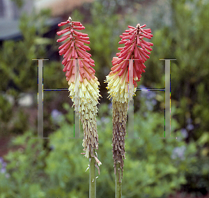 Picture of Kniphofia  'Border Ballet'