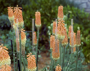 Picture of Kniphofia  'Bressingham Comet'
