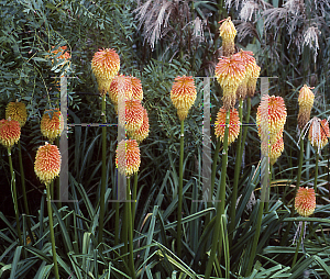 Picture of Kniphofia rooperi 