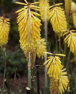 Picture of Kniphofia  'Shining Sceptre'