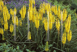 Picture of Kniphofia  'Sunnydale Yellow'