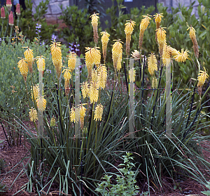 Picture of Kniphofia  'Shining Sceptre'
