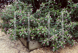 Picture of Lantana trifolia 'Lavender Popcorn'