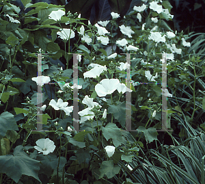 Picture of Lavatera trimestris 'White Beauty'