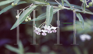 Picture of Asclepias physocarpa 