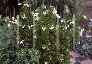 Picture of Begonia semperflorens-cultorum hybrids 'Barbara Rodgers'